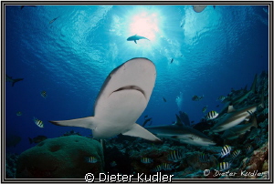 Shark on Yap Island by Dieter Kudler 